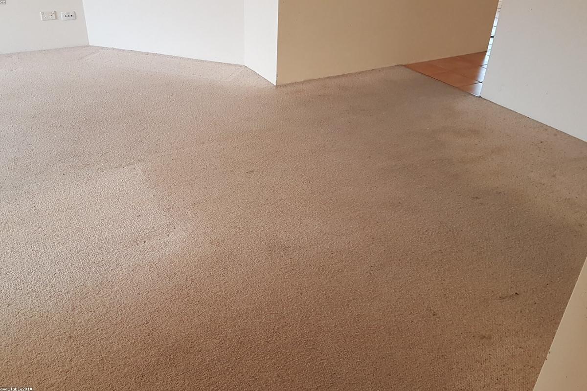 A portable carpet cleaner removing a stain from a beige living room carpet