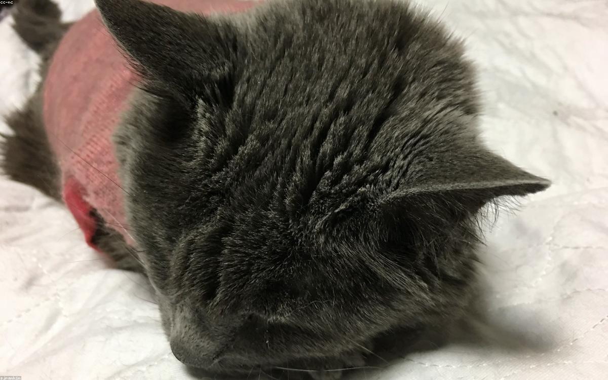 A supportive pillow on a bed with soft morning light