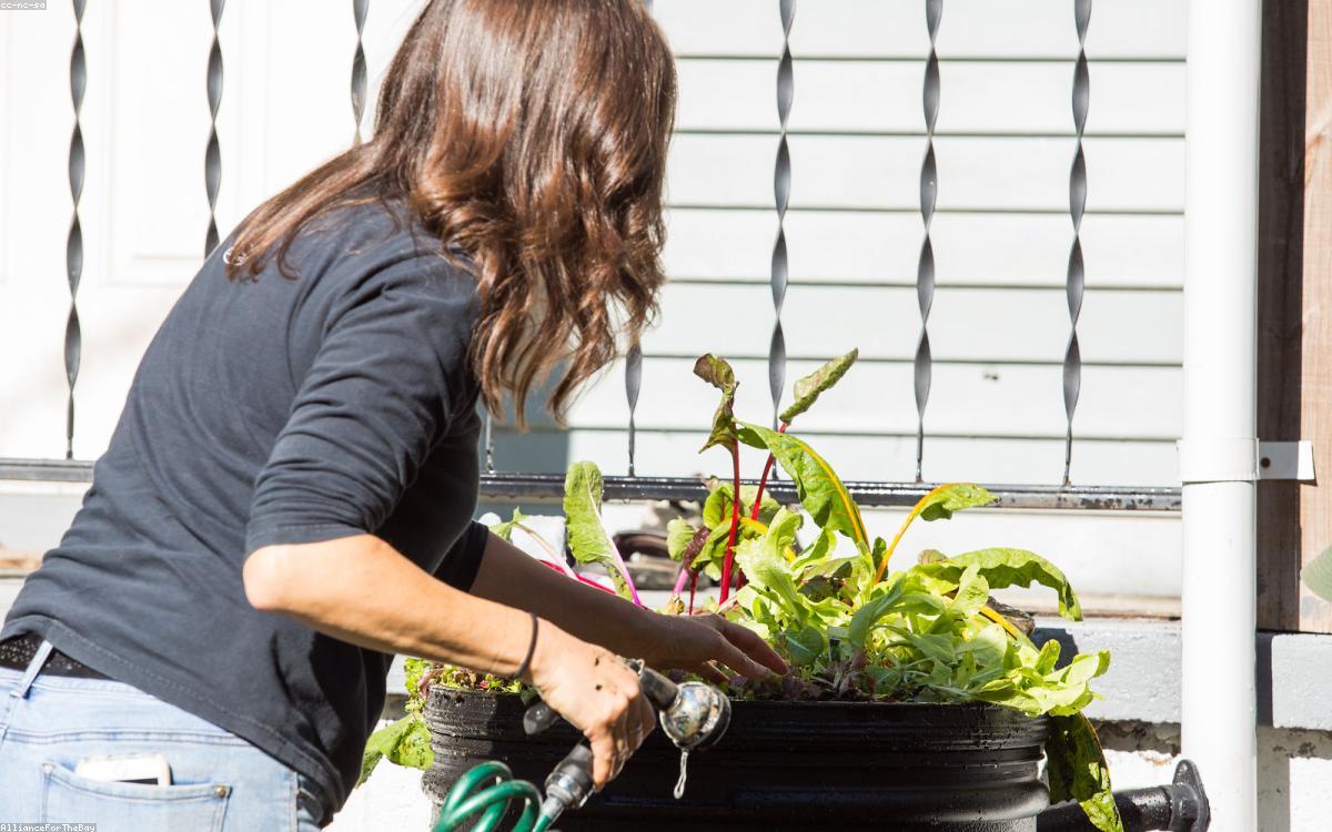 A rain barrel collecting water from a downspout beside a garden